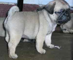 PugpuppiesavailableatPoddarkennel